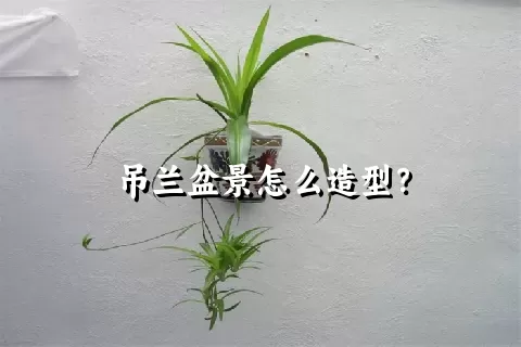 吊兰盆景怎么造型？