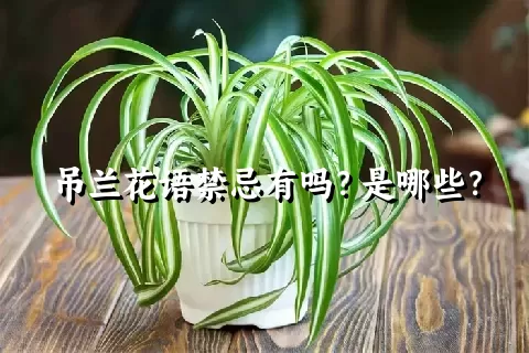 吊兰花语禁忌有吗？是哪些？