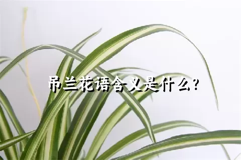 吊兰花语含义是什么？