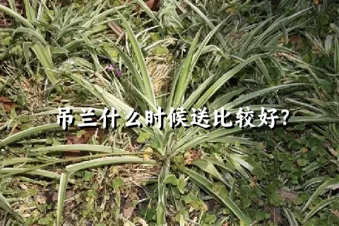 吊兰什么时候送比较好？