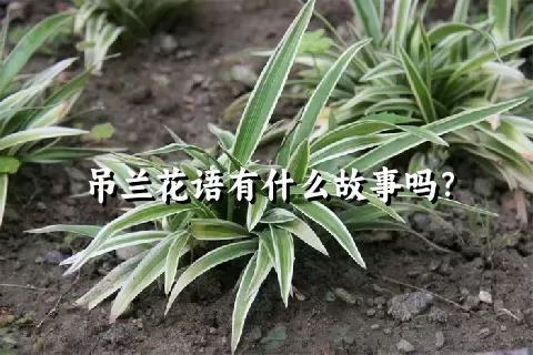 吊兰花语有什么故事吗？