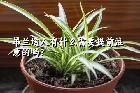 吊兰送人有什么需要提前注意的吗？