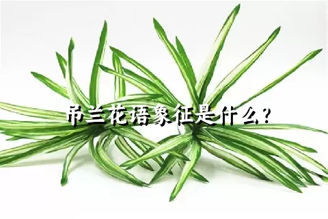 吊兰花语象征是什么？