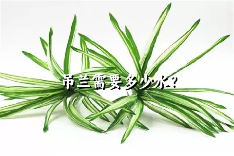 吊兰需要多少水？