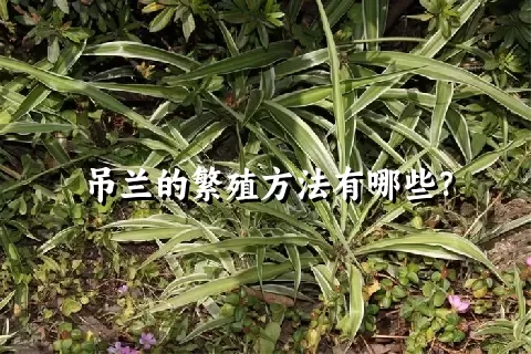 吊兰的繁殖方法有哪些？