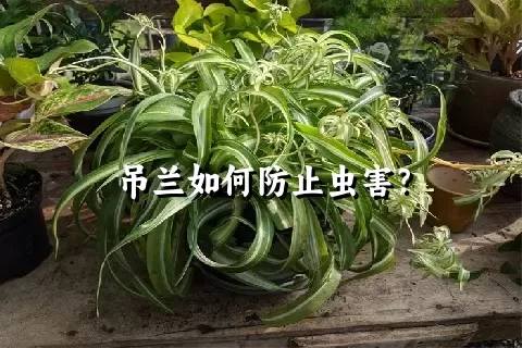 吊兰如何防止虫害？