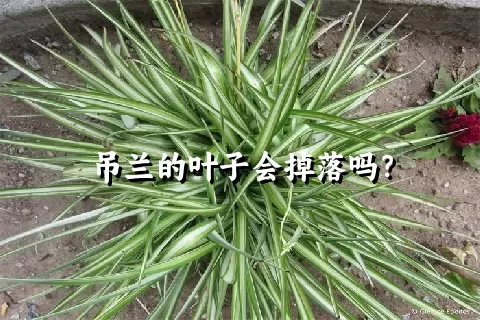 吊兰的叶子会掉落吗？