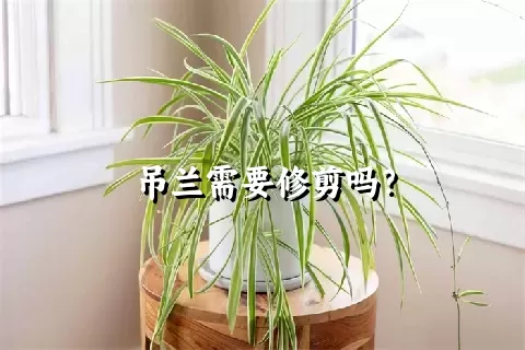 吊兰需要修剪吗？