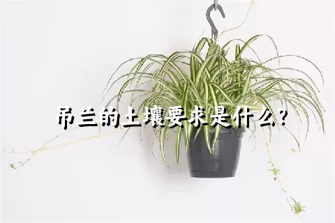 吊兰的土壤要求是什么？