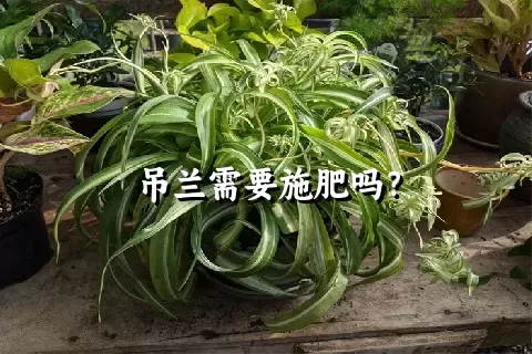 吊兰需要施肥吗？