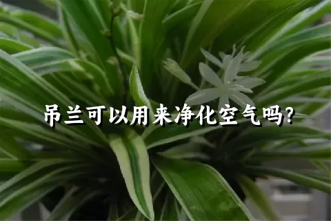 吊兰可以用来净化空气吗？