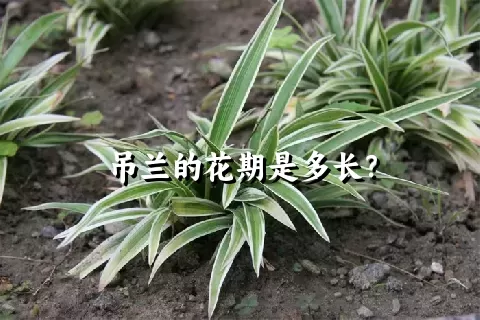 吊兰的花期是多长？