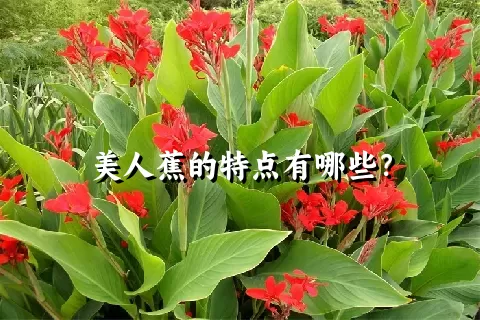 美人蕉的特点有哪些？