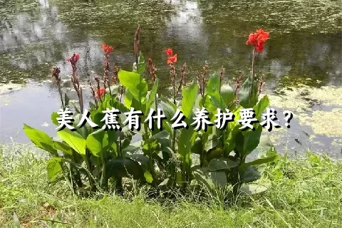 美人蕉有什么养护要求？