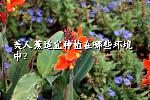 美人蕉适宜种植在哪些环境中？