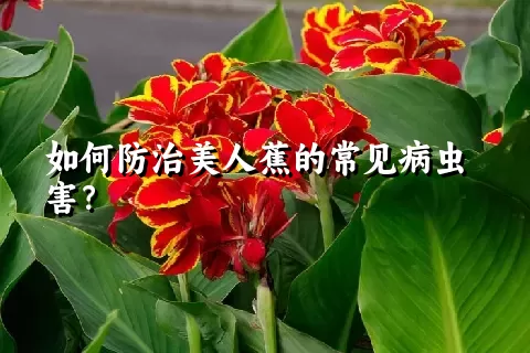 如何防治美人蕉的常见病虫害？