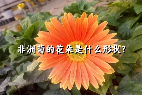 非洲菊的花朵是什么形状？