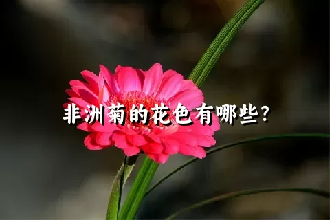 非洲菊的花色有哪些？