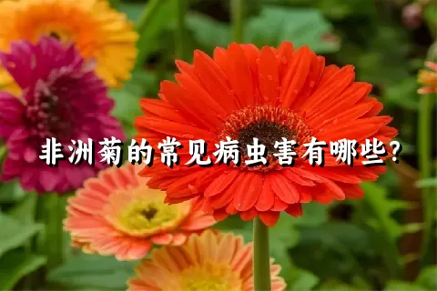 非洲菊的常见病虫害有哪些？