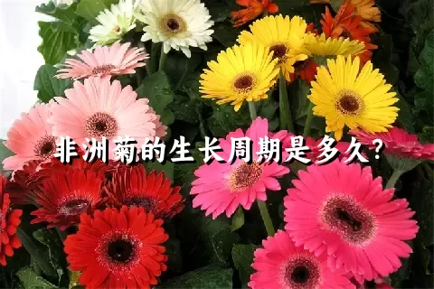 非洲菊的生长周期是多久？