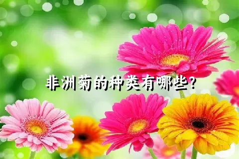 非洲菊的种类有哪些？