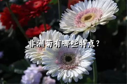 非洲菊有哪些特点？