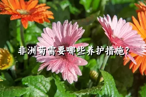 非洲菊需要哪些养护措施？