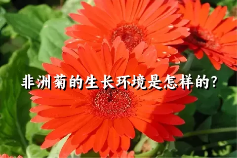 非洲菊的生长环境是怎样的？