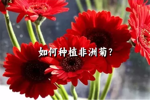 如何种植非洲菊？