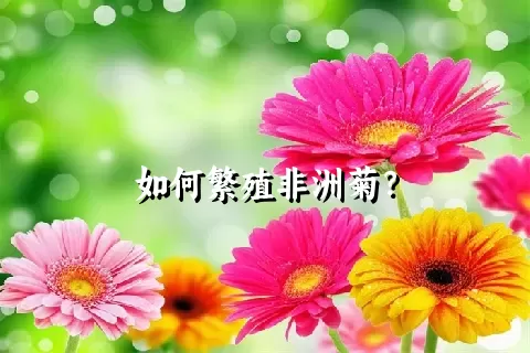 如何繁殖非洲菊？