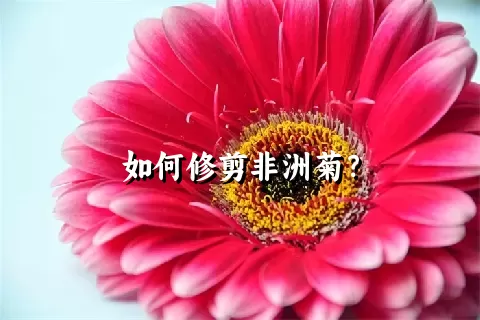 如何修剪非洲菊？