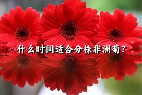 什么时间适合分株非洲菊？