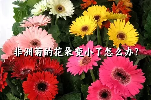 非洲菊的花朵变小了怎么办？