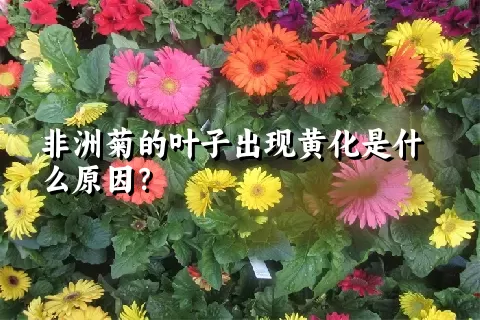 非洲菊的叶子出现黄化是什么原因？