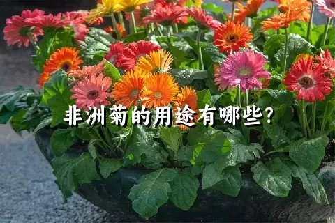 非洲菊的用途有哪些？