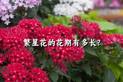 繁星花的花期有多长？