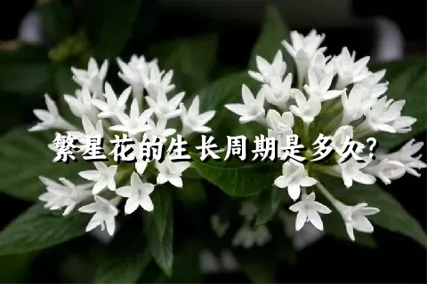 繁星花的生长周期是多久？