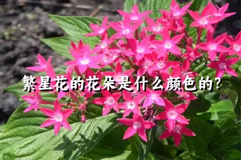 繁星花的花朵是什么颜色的？