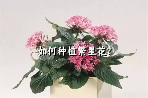 如何种植繁星花？