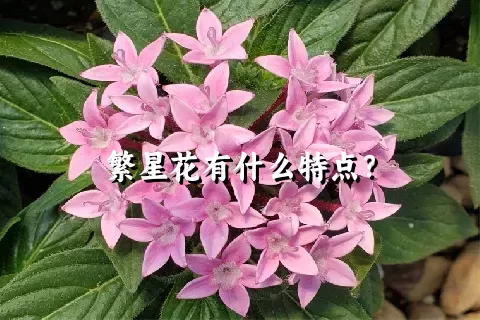 繁星花有什么特点？