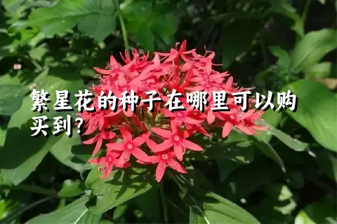 繁星花的种子在哪里可以购买到？