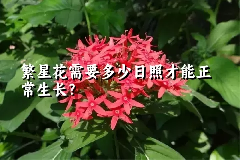 繁星花需要多少日照才能正常生长？