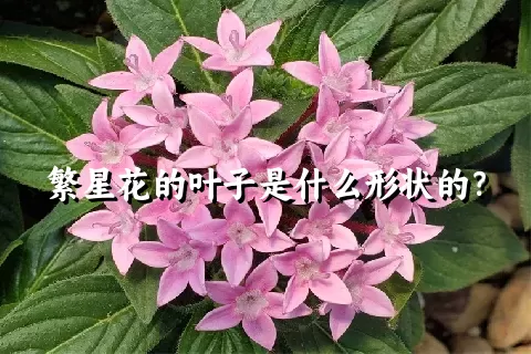 繁星花的叶子是什么形状的？