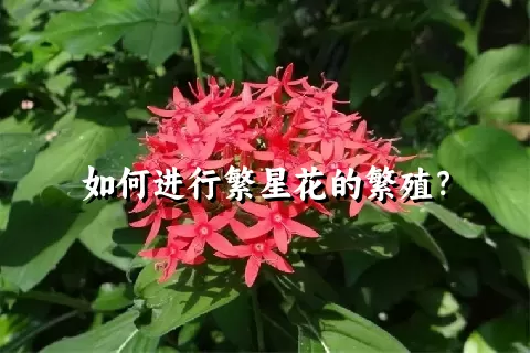 如何进行繁星花的繁殖？