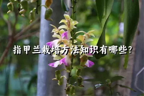 指甲兰栽培方法知识有哪些？