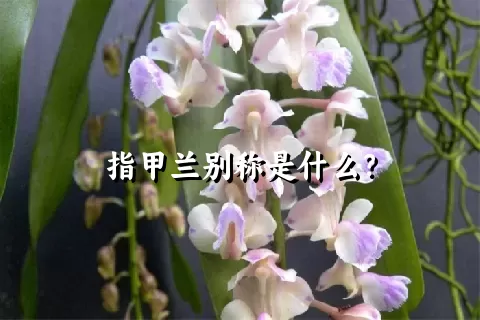 指甲兰别称是什么？