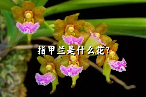 指甲兰是什么花？