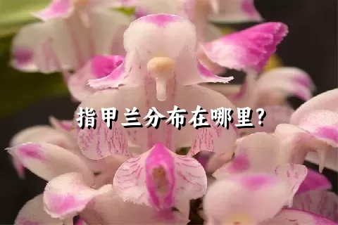 指甲兰分布在哪里?