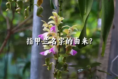 指甲兰名字的由来？