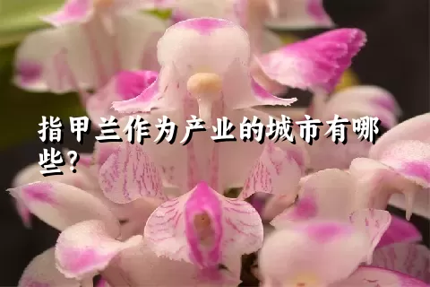 指甲兰作为产业的城市有哪些？